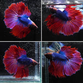 #7 (New Arrival) Blue Body Red Over Halfmoon Tail - High Quality Live Aquarium Male Betta Fish